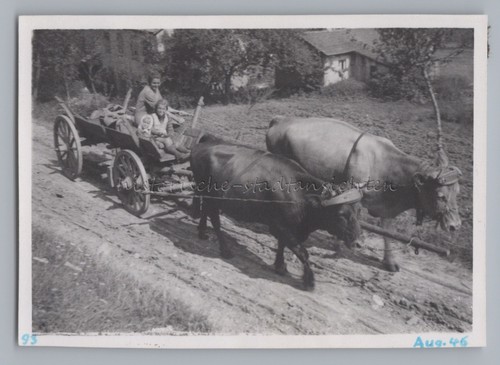 Bauern mit ochsengespann - bauern,